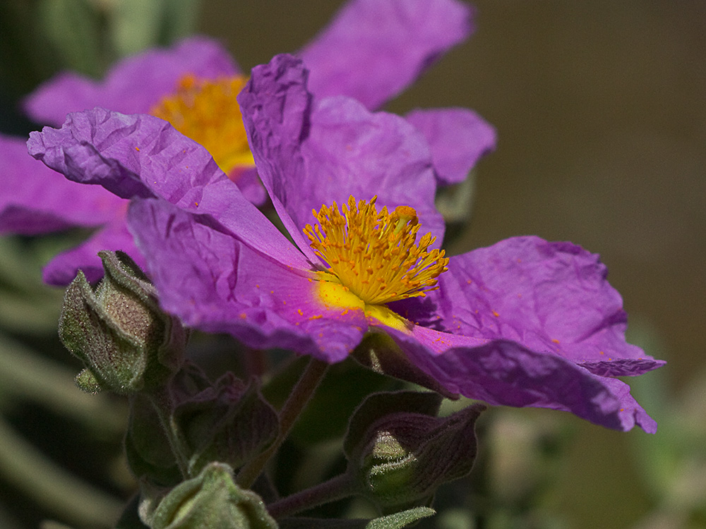 Cistus albidus, jara blanca