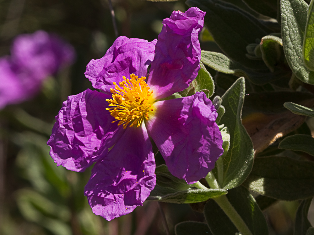 Cistus albidus, jara blanca