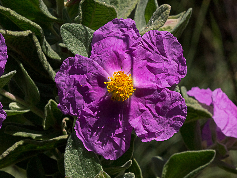 Cistus albidus, jara blanca