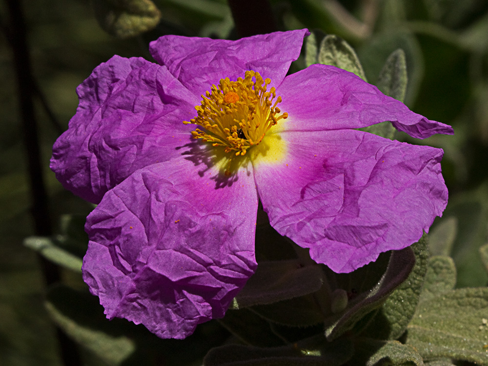 Cistus albidus, jara blanca