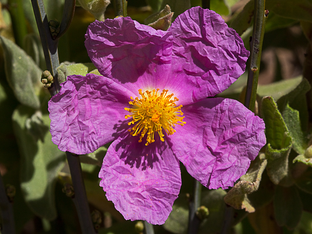 Cistus albidus, jara blanca