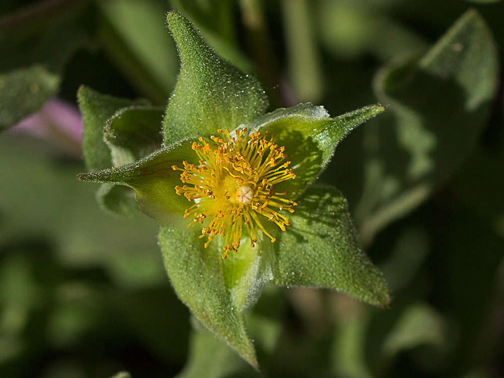 Cistus albidus, jara blanca