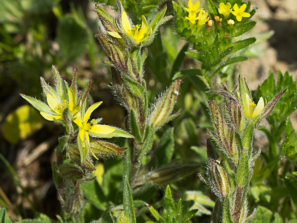 Jarilla (Helianthemum angustatum Pomel)