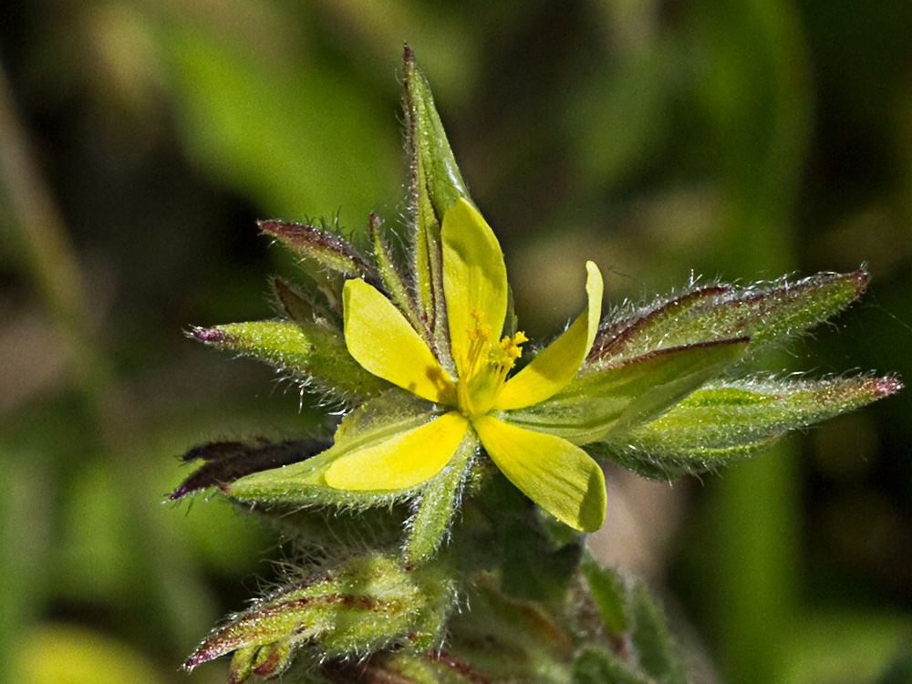 Jarilla (Helianthemum angustatum Pomel)