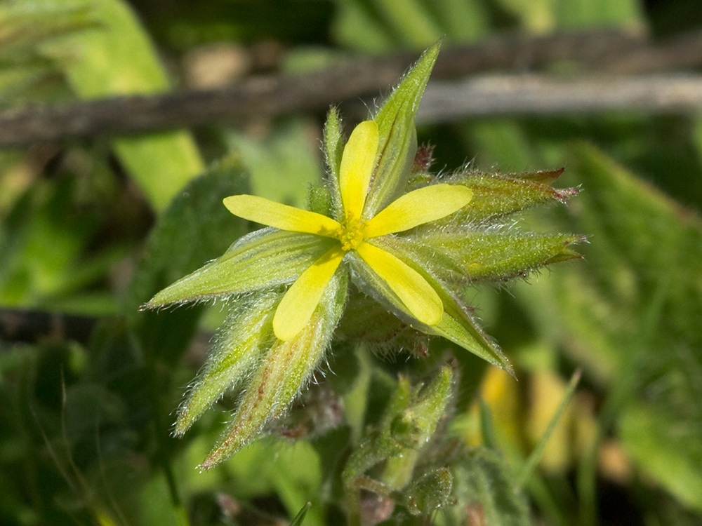 Jarilla (Helianthemum angustatum Pomel)