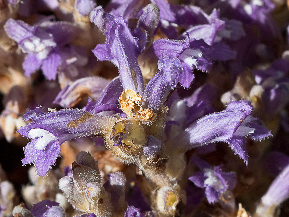 Orobanche mutelli