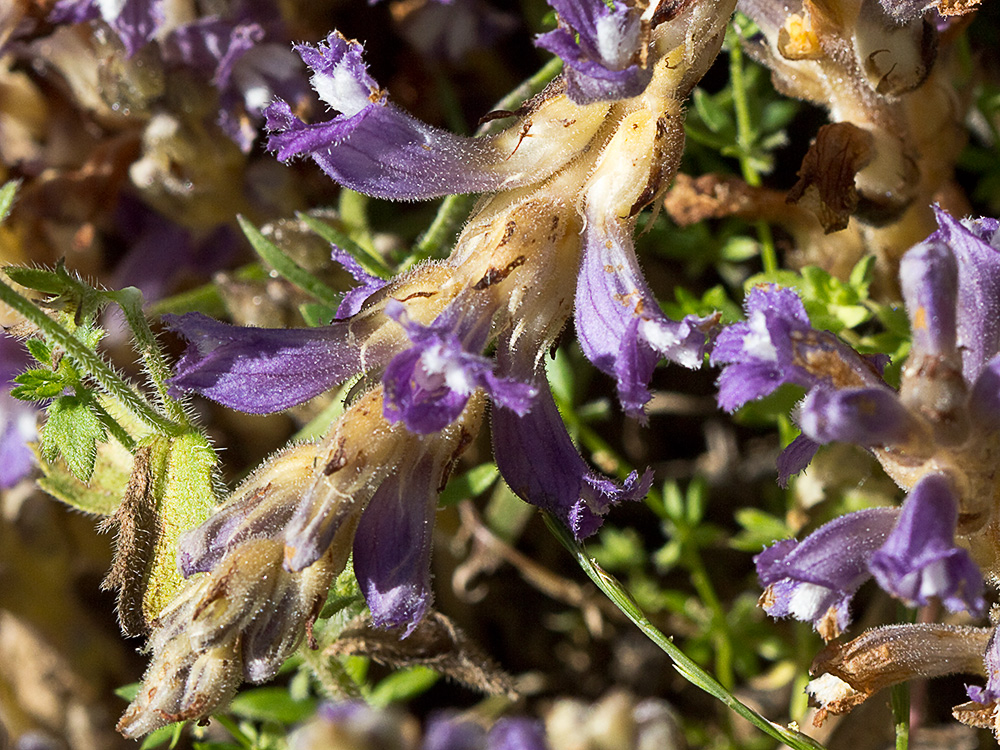 Orobanche mutelli
