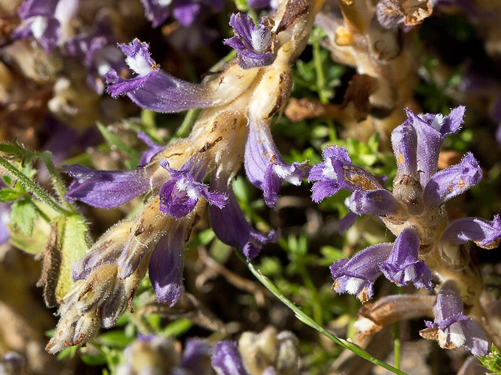 Orobanche mutelli