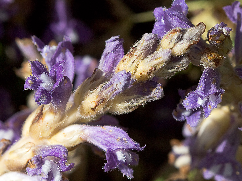 Orobanche mutelli