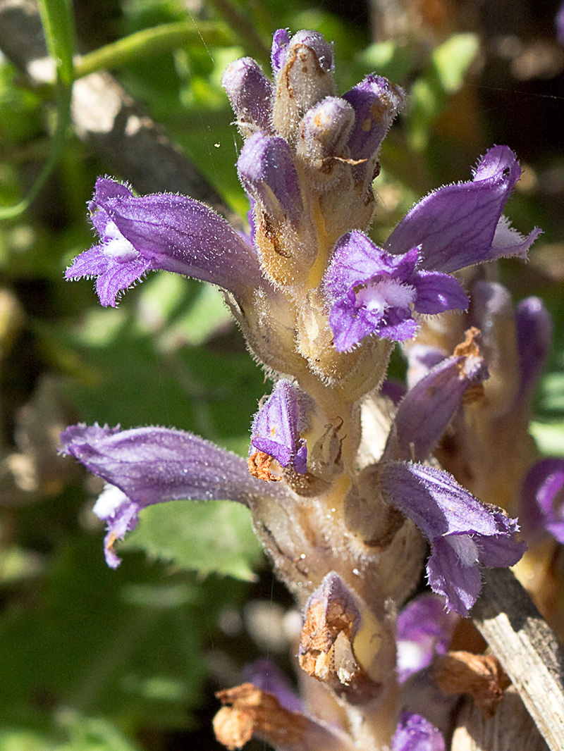Orobanche mutelli