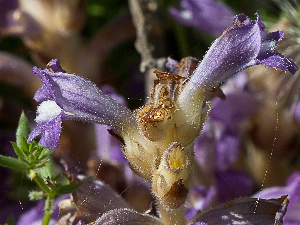 Orobanche mutelli