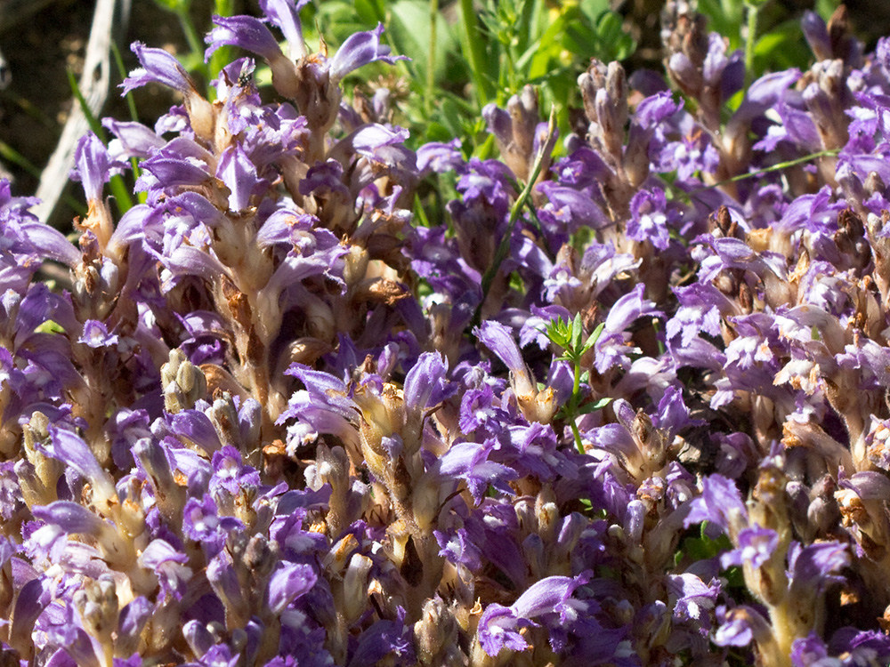 Orobanche mutelli