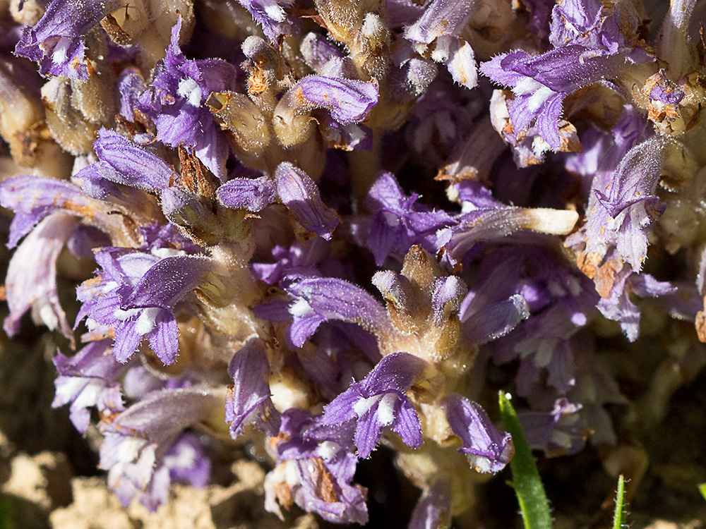 Orobanche mutelli