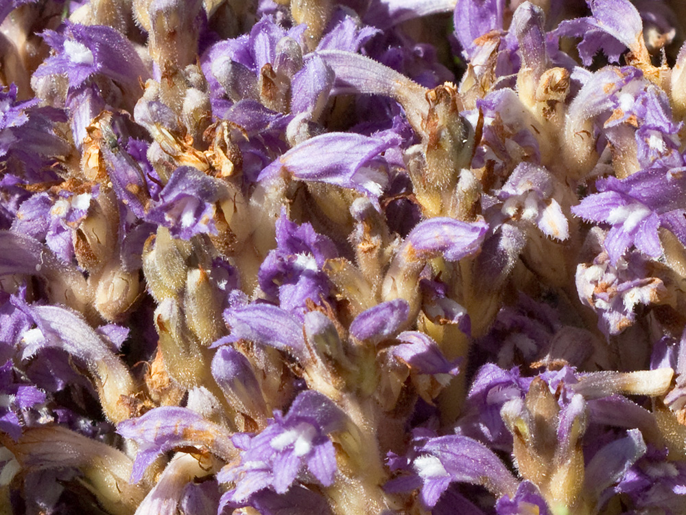 Orobanche mutelli