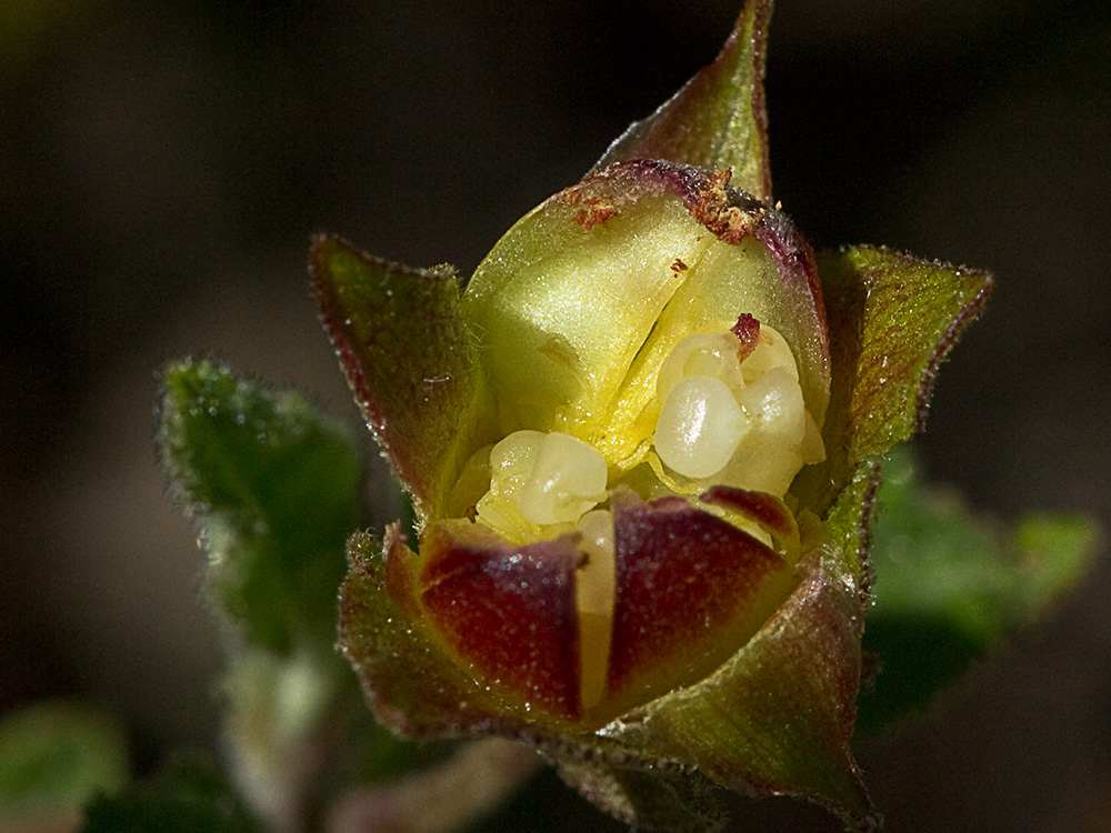 Fruto de jaguarzo morisco (Cistus Salvifoluim)