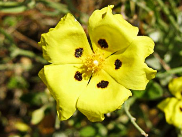 Juagarzo blanco