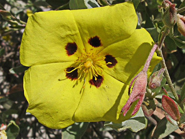 Juagarzo blanco