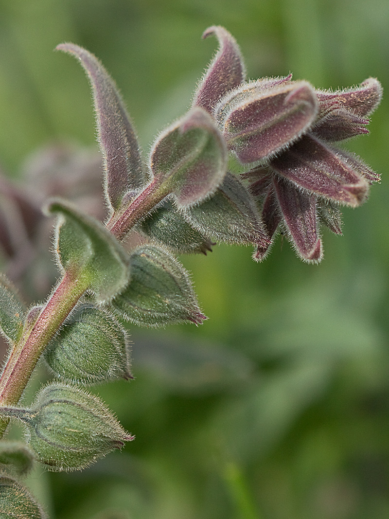 Nonea vesicaria, lanuda blanca