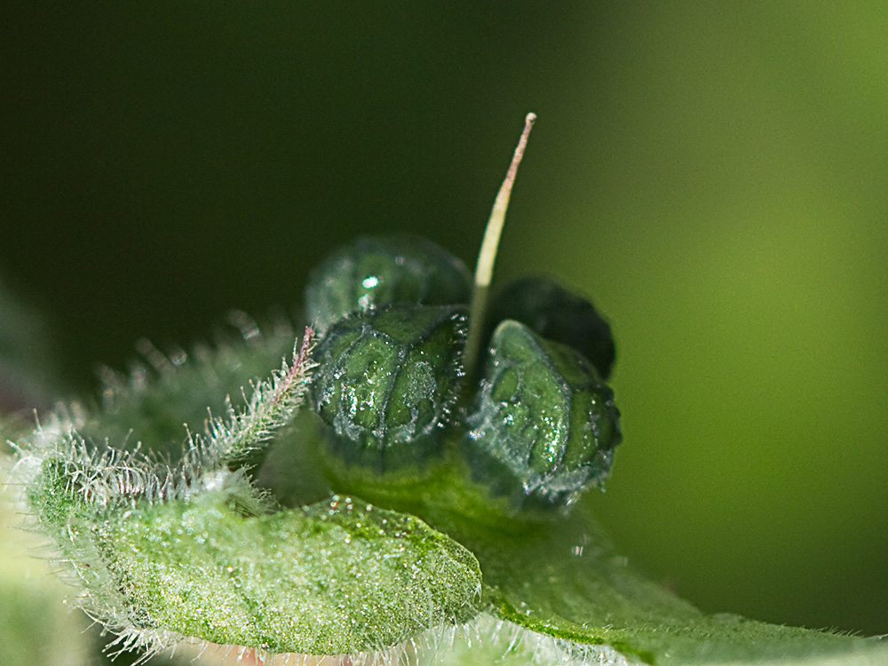 Nonea vesicaria, lanuda blanca