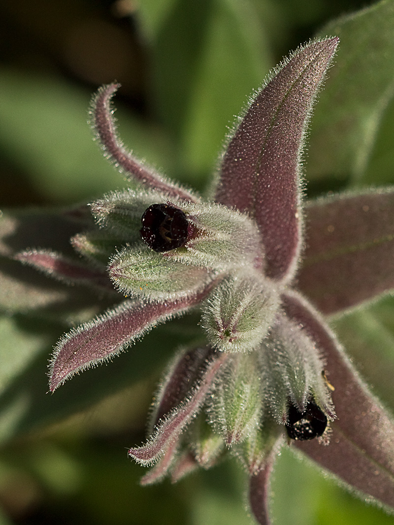 Nonea vesicaria, lanuda blanca