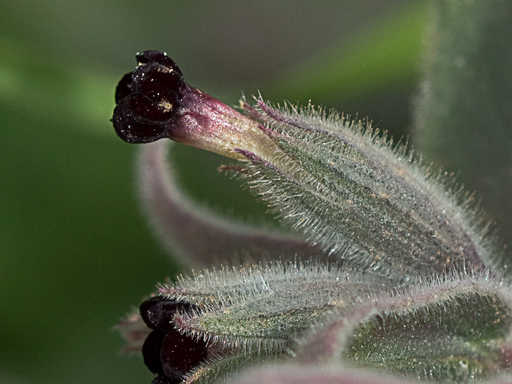 Nonea vesicaria, lanuda blanca