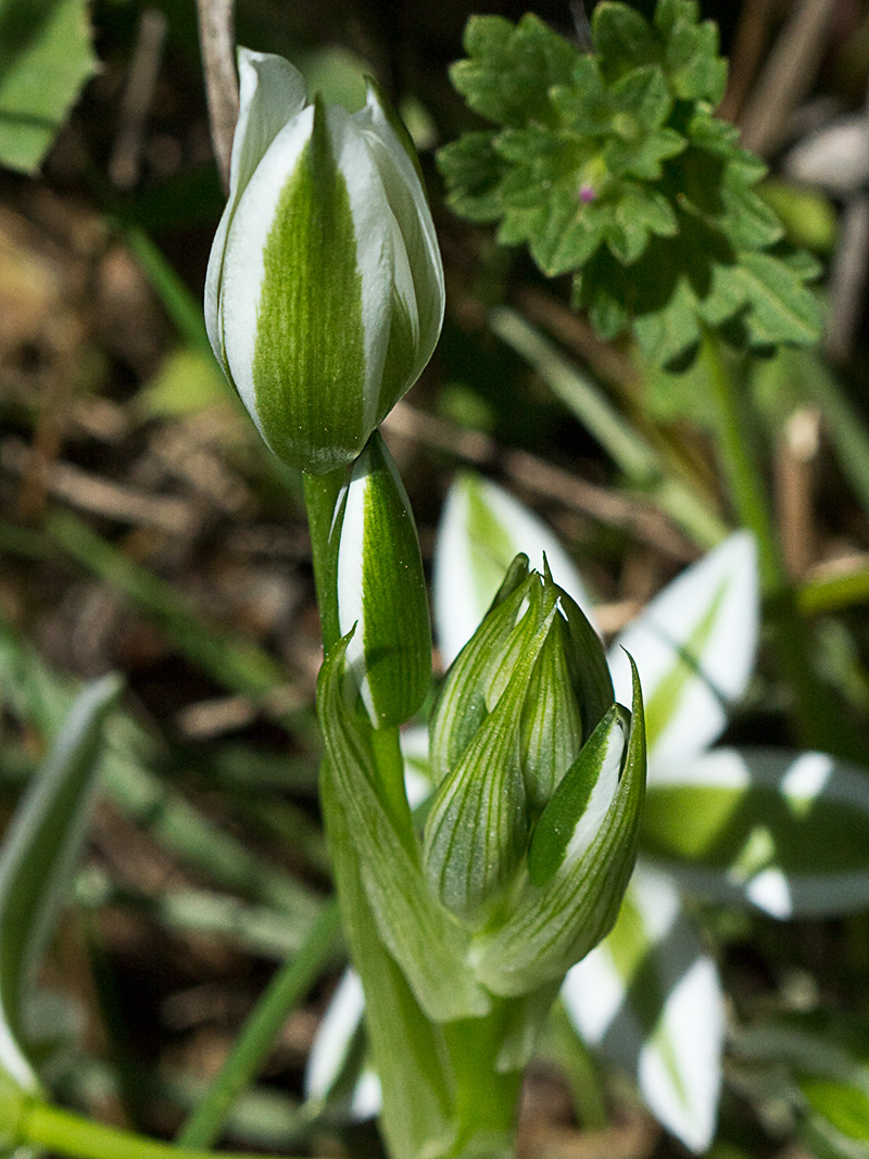 Leche de gallina, Ornithogalum umbellatum