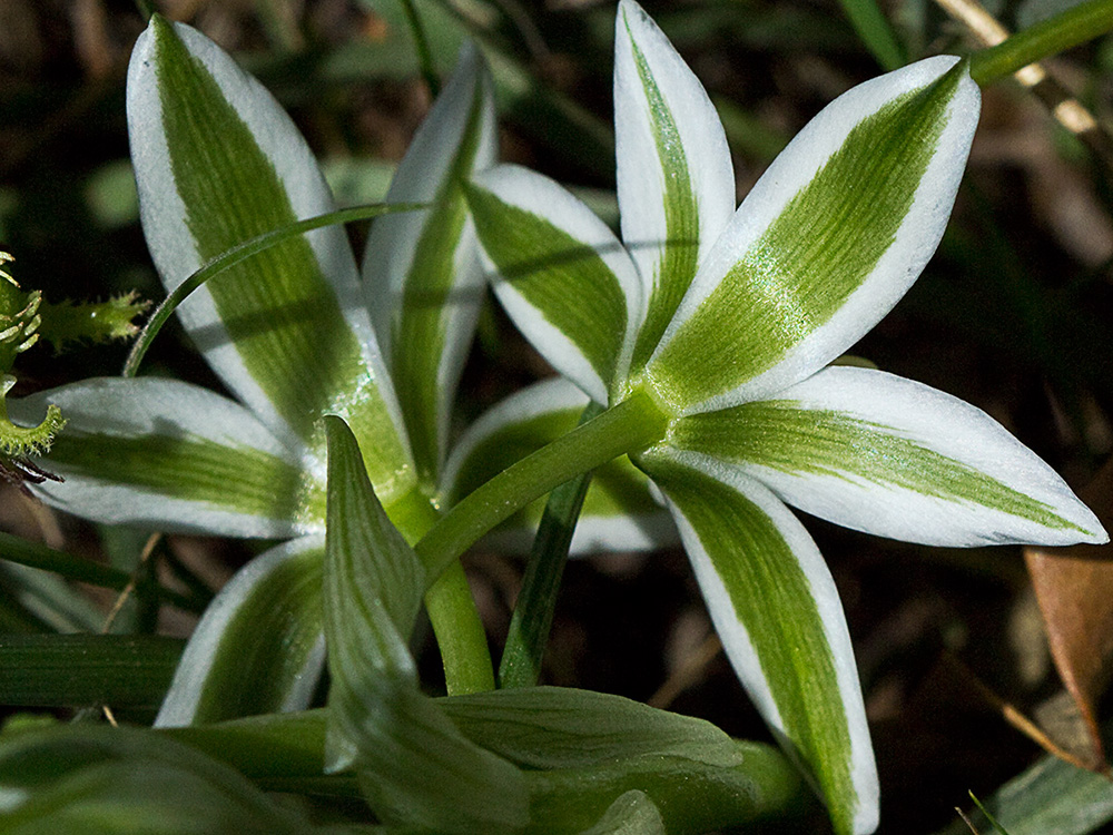 Leche de gallina, Ornithogalum umbellatum