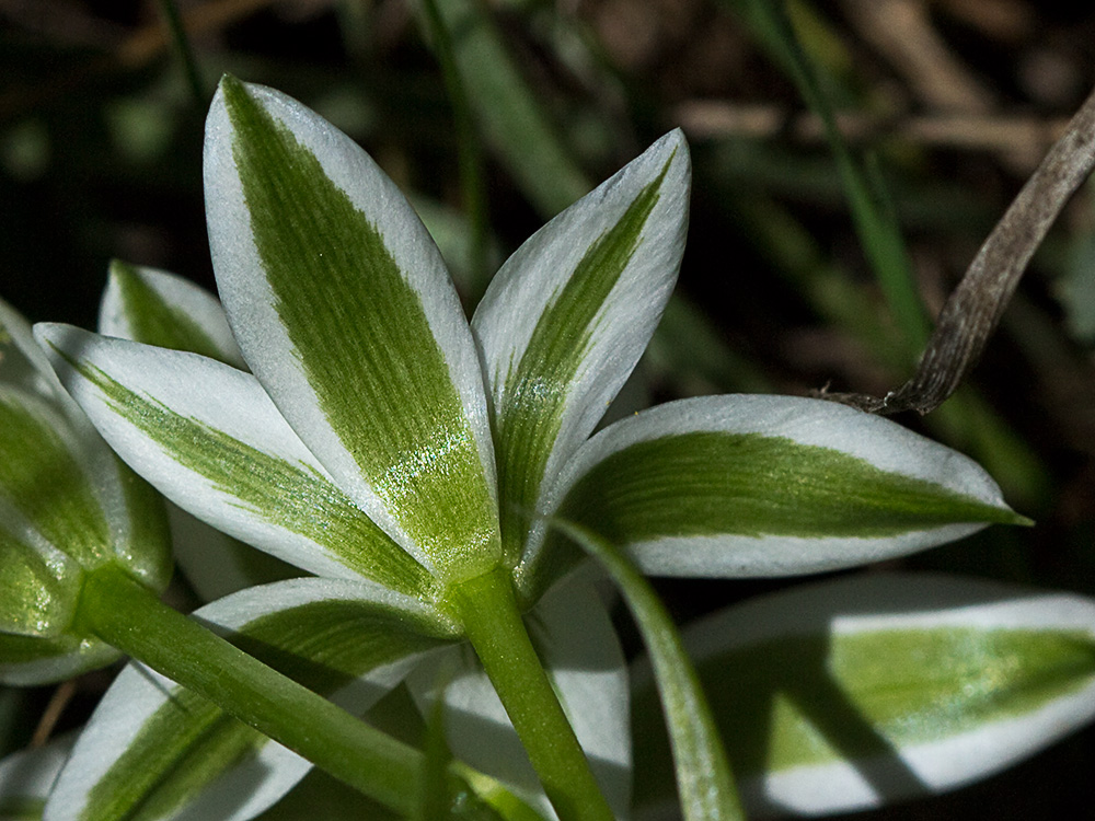 Leche de gallina, Ornithogalum umbellatum