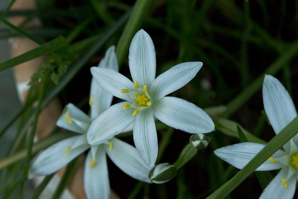 Leche de gallina, Ornithogalum umbellatum