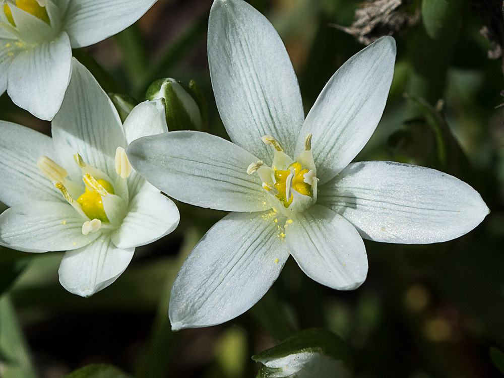 Leche de gallina, Ornithogalum umbellatum