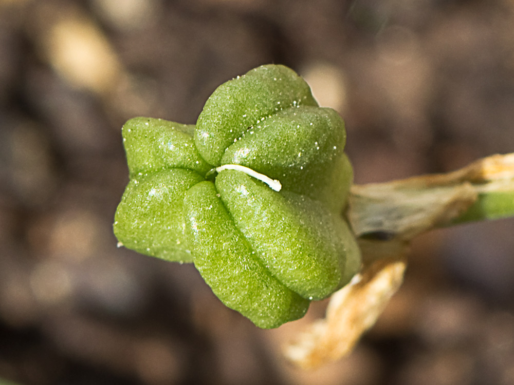 Leche de gallina, Ornithogalum umbellatum
