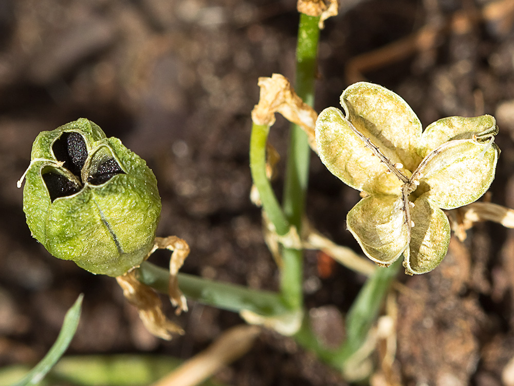 Leche de gallina, Ornithogalum umbellatum