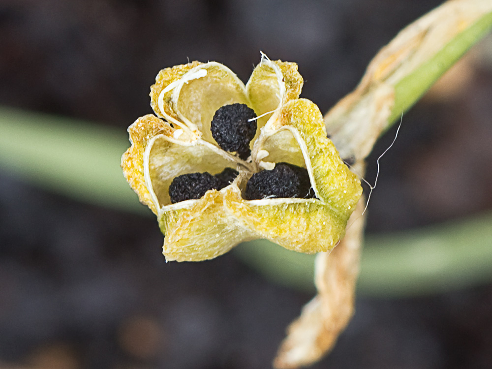 Leche de gallina, Ornithogalum umbellatum