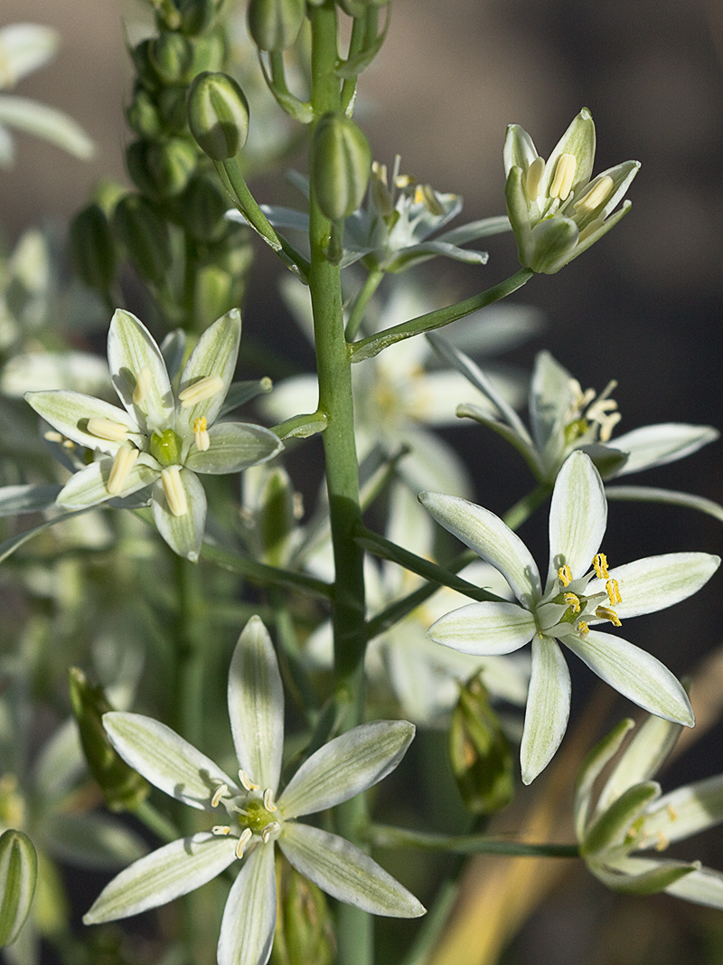 Leche de gallina, Ornithogalum umbellatum