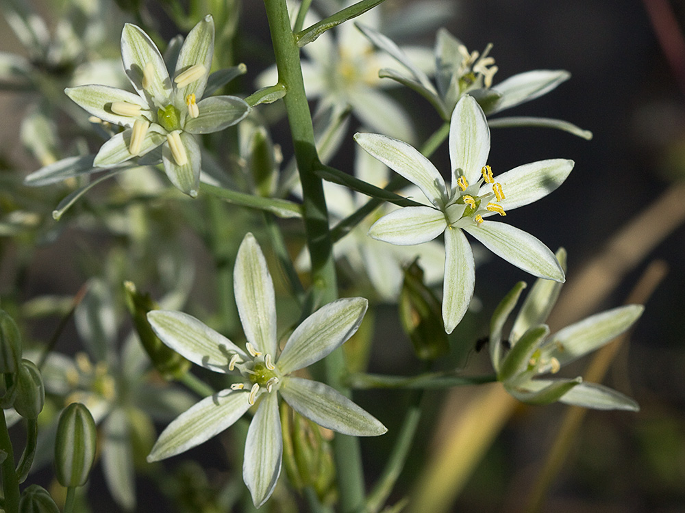 Leche de gallina, Ornithogalum umbellatum