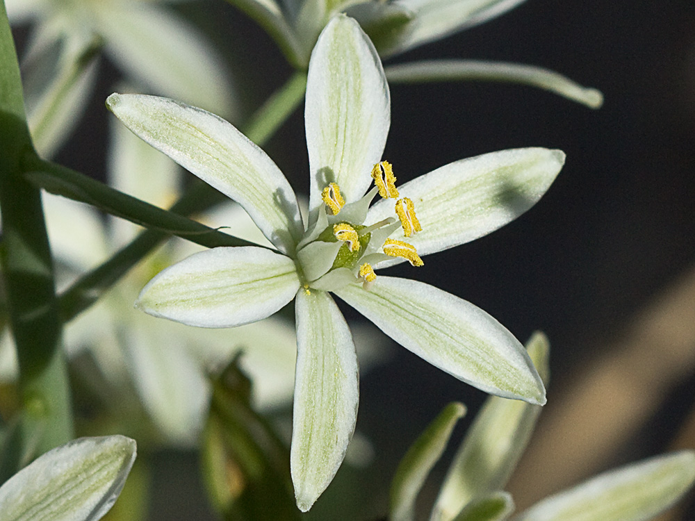 Leche de gallina, Ornithogalum umbellatum