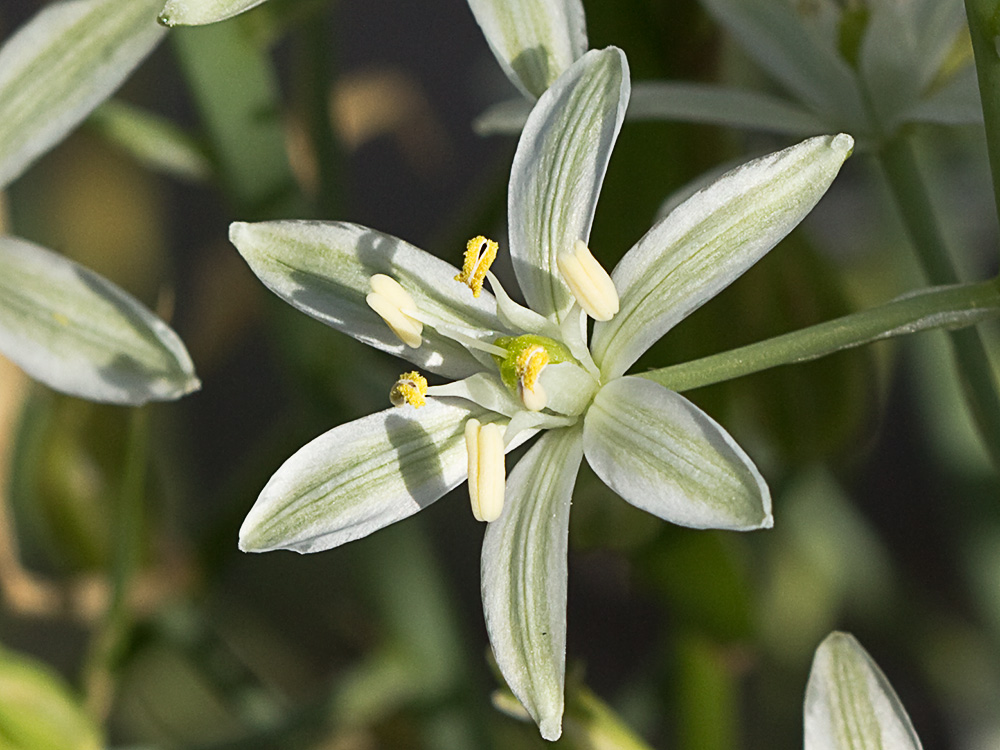 Leche de gallina, Ornithogalum umbellatum