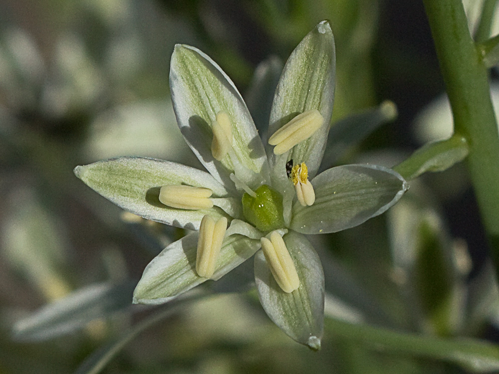 Leche de gallina, Ornithogalum umbellatum