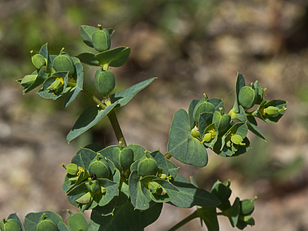 Lecherula (Euphorbia helioscopia)