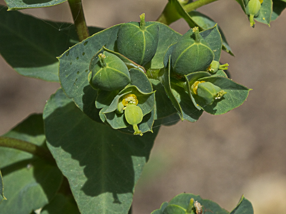Lecherula (Euphorbia helioscopia)