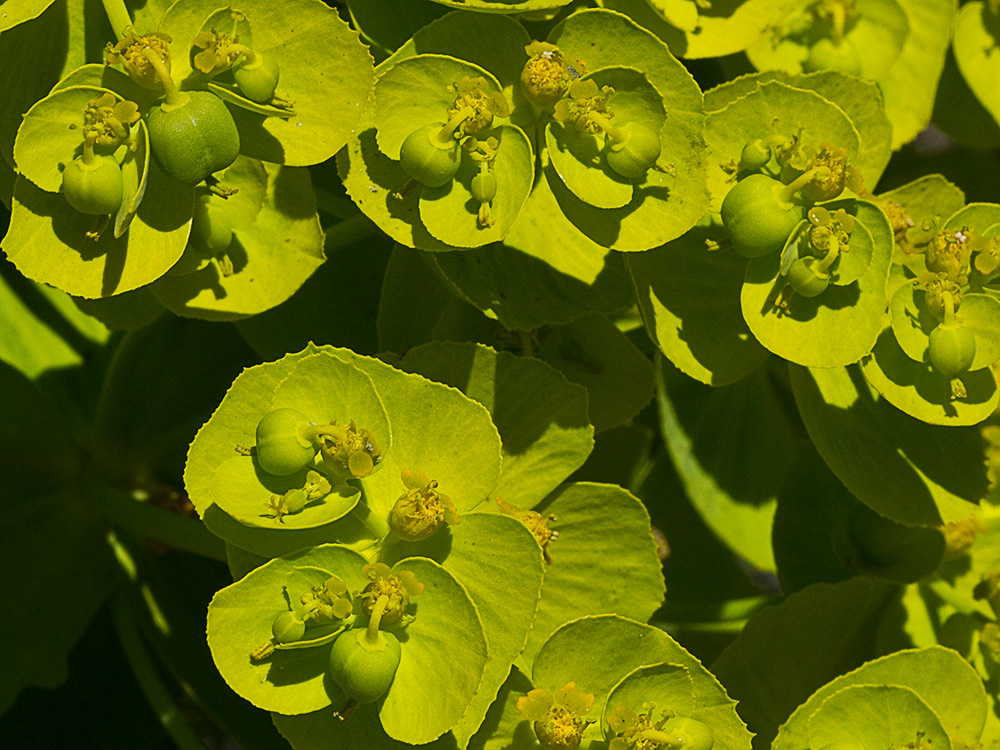 Euphorbia serrata, Lechetrezna