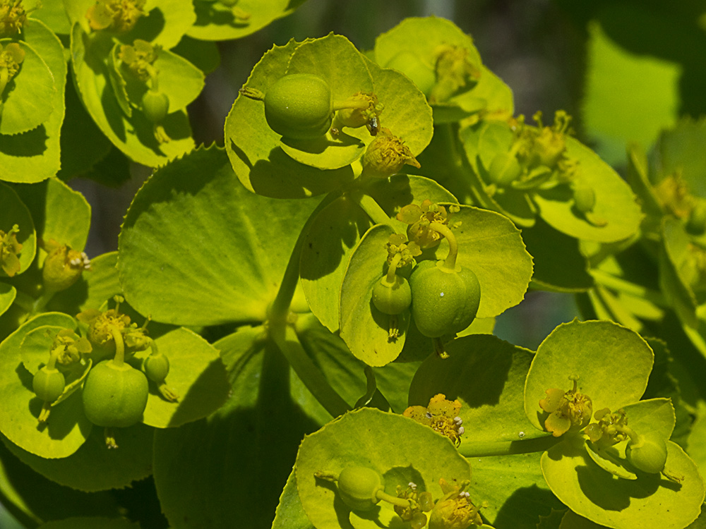 Euphorbia serrata, Lechetrezna