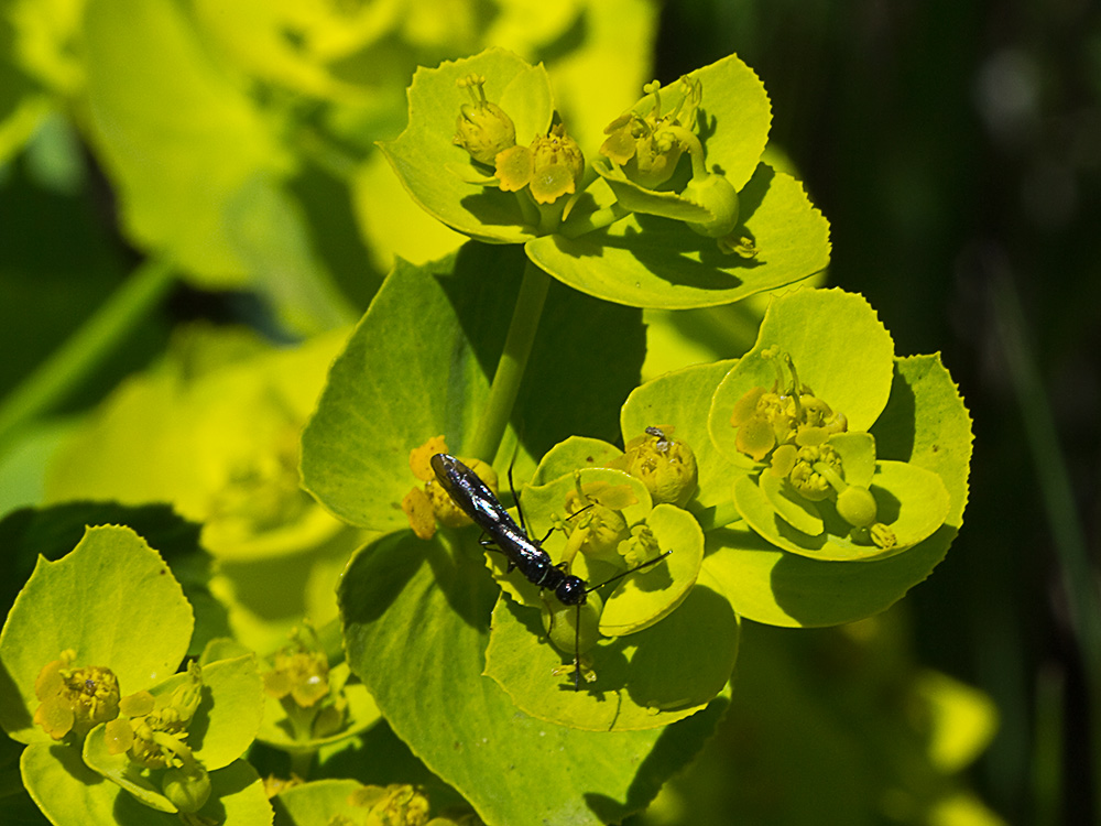 Euphorbia serrata, Lechetrezna