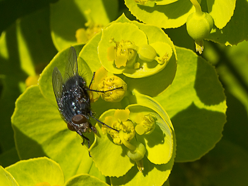 Euphorbia serrata, Lechetrezna