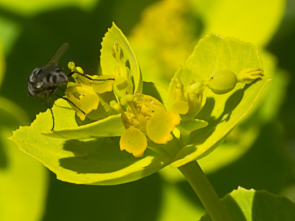 Euphorbia serrata, Lechetrezna