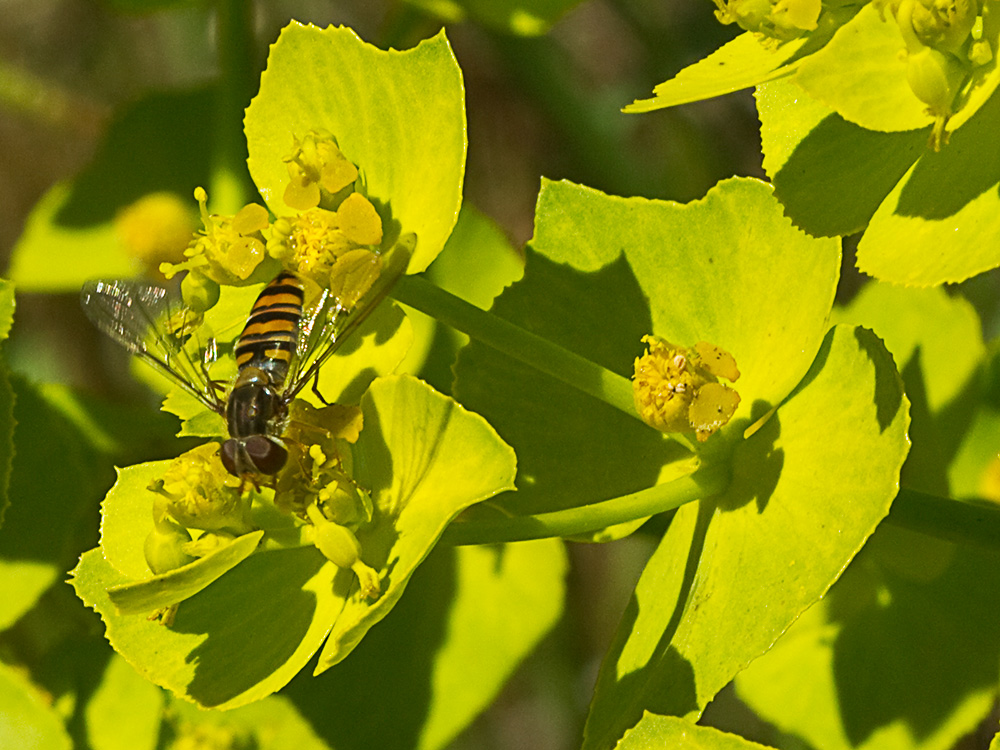 Euphorbia serrata, Lechetrezna