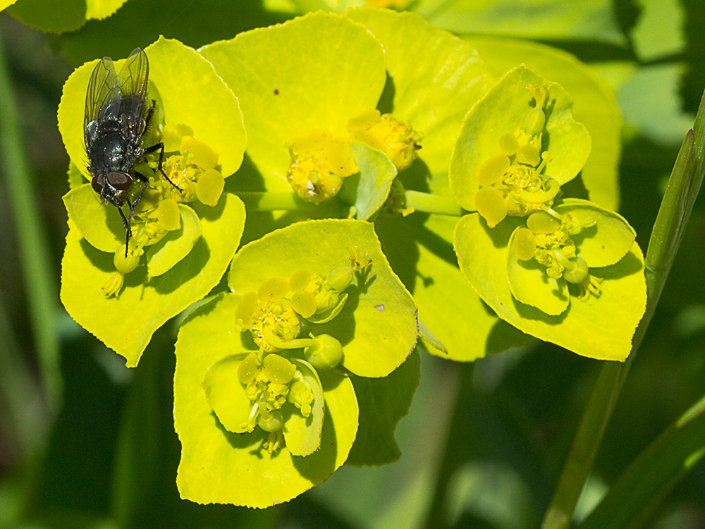 Euphorbia serrata, Lechetrezna