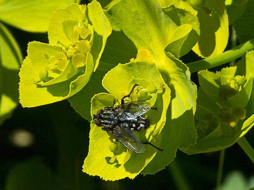Euphorbia serrata, Lechetrezna