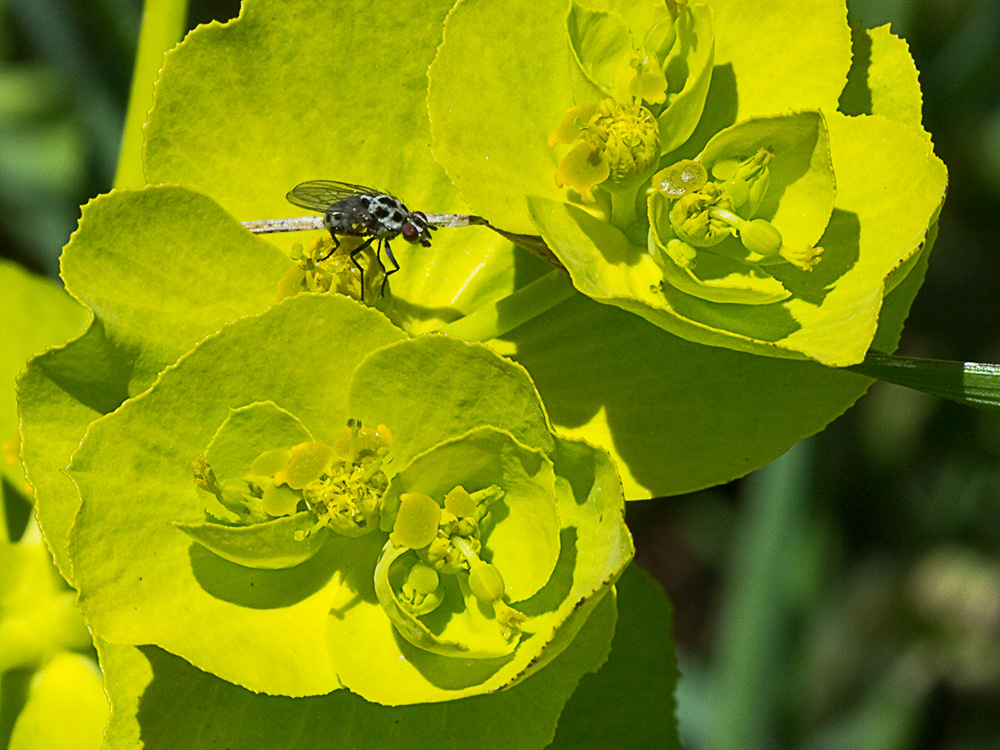 Euphorbia serrata, Lechetrezna