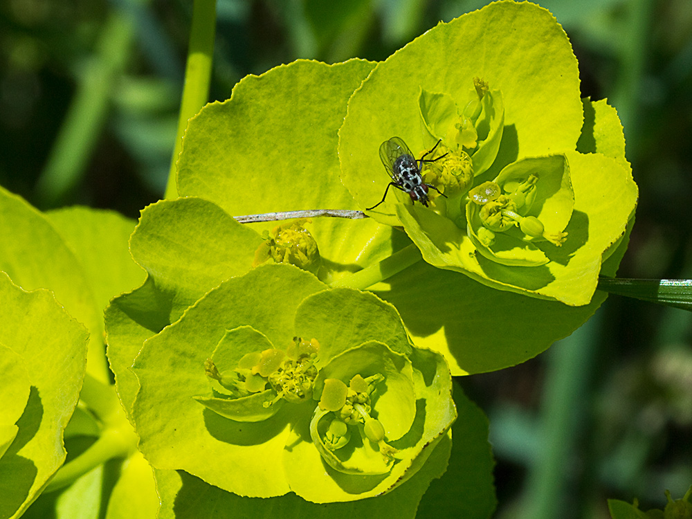 Euphorbia serrata, Lechetrezna
